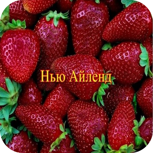 Клубника "Нью Айленд" 