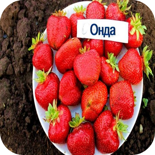 Клубника "Онда" 